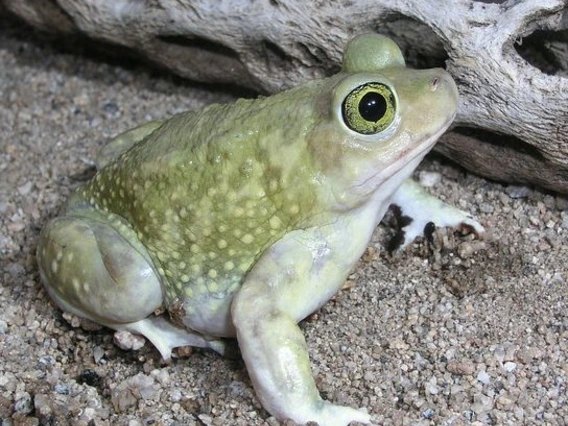 Light green small toad with white arms, one large black shows with a green ring around the large pupil