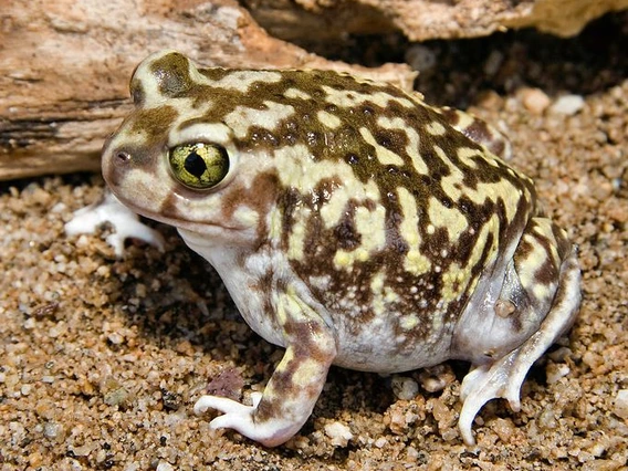 Brown toad with tan splotches and a black eye surrounded by yellow. 