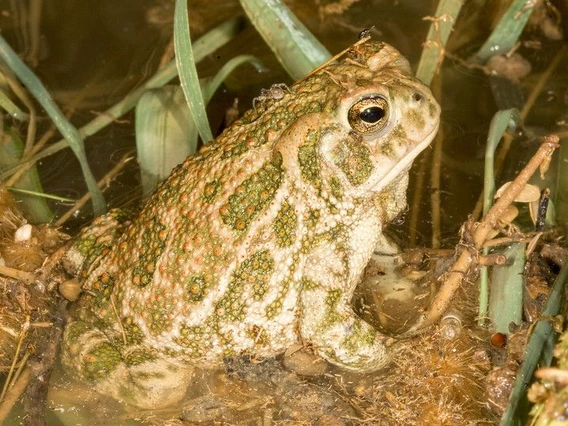 a tan from with green spots, half closed black eye