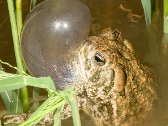 A toad with his bottom hald under water, surrounded by tall grass that passes the top of the image. The chin of the grog is opaque and blown up 2 inches above its head