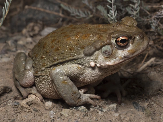 Dark brown frog with bumps, muddy orange eyes