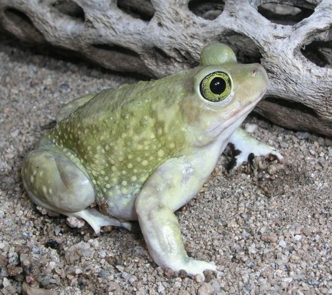 Light green small toad with white arms, one large black shows with a green ring around the large pupil