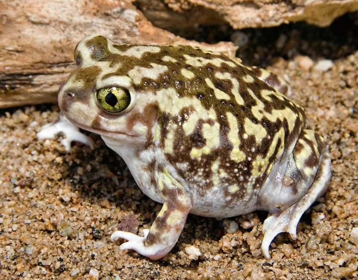 Brown toad with tan splotches and a black eye surrounded by yellow. 