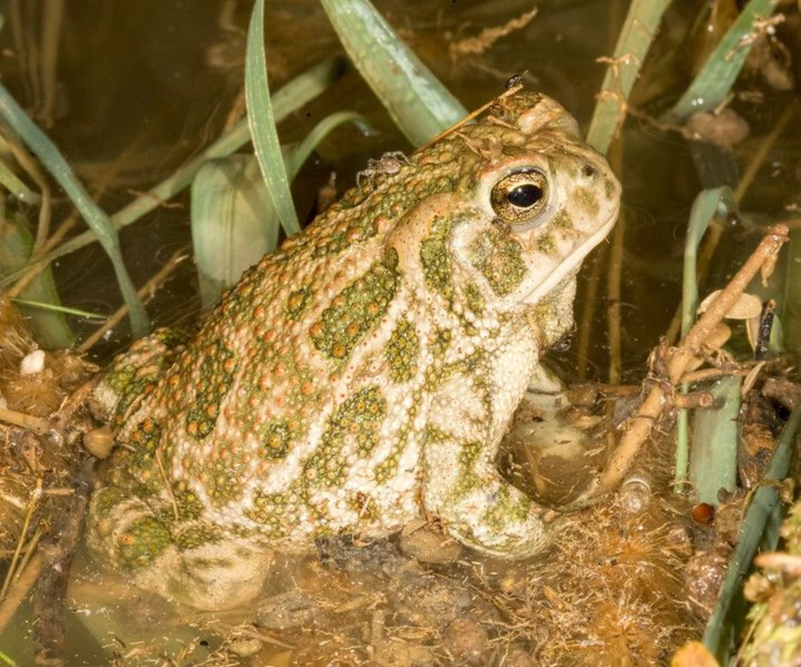 a tan from with green spots, half closed black eye