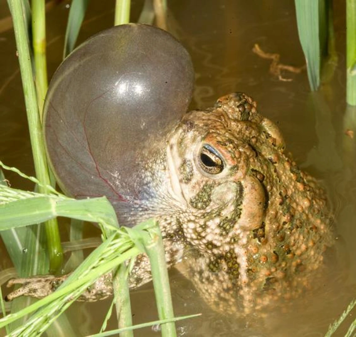 A toad with his bottom hald under water, surrounded by tall grass that passes the top of the image. The chin of the grog is opaque and blown up 2 inches above its head