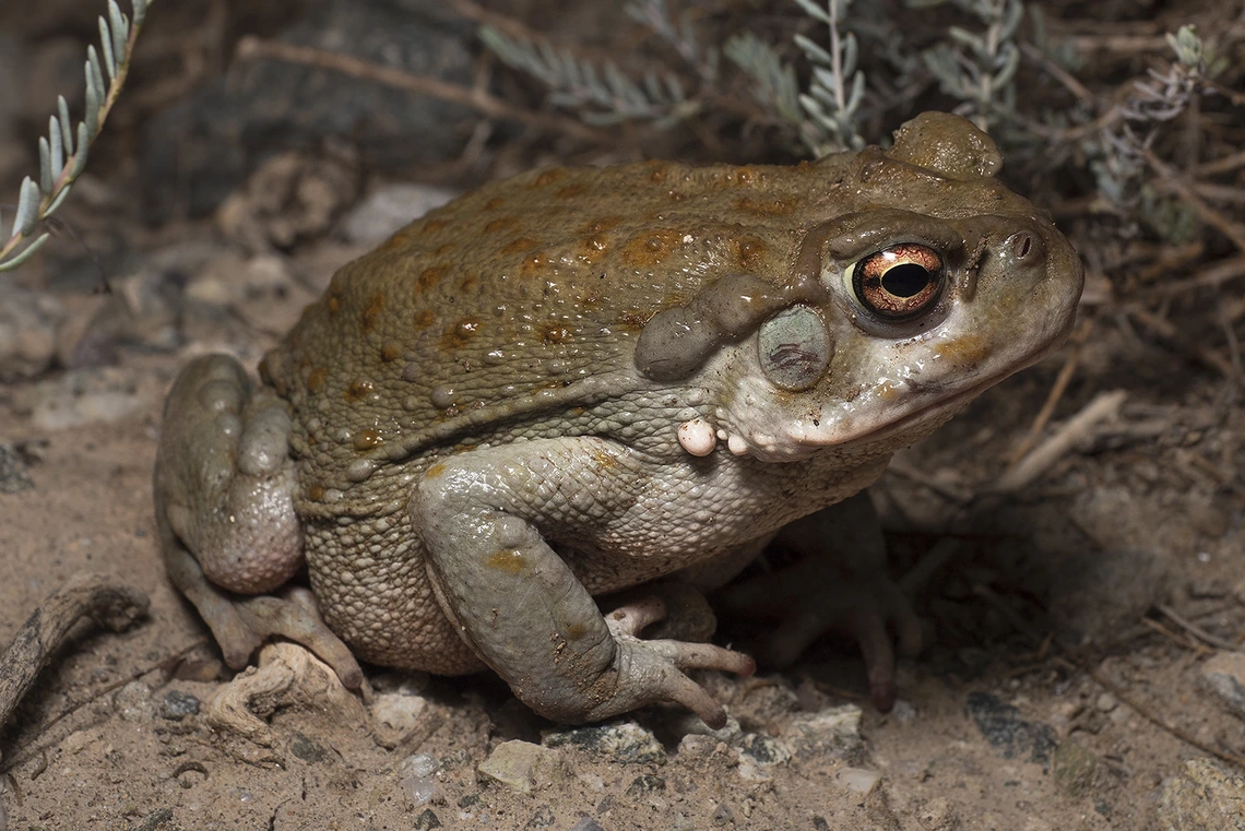 Dark brown frog with bumps, muddy orange eyes
