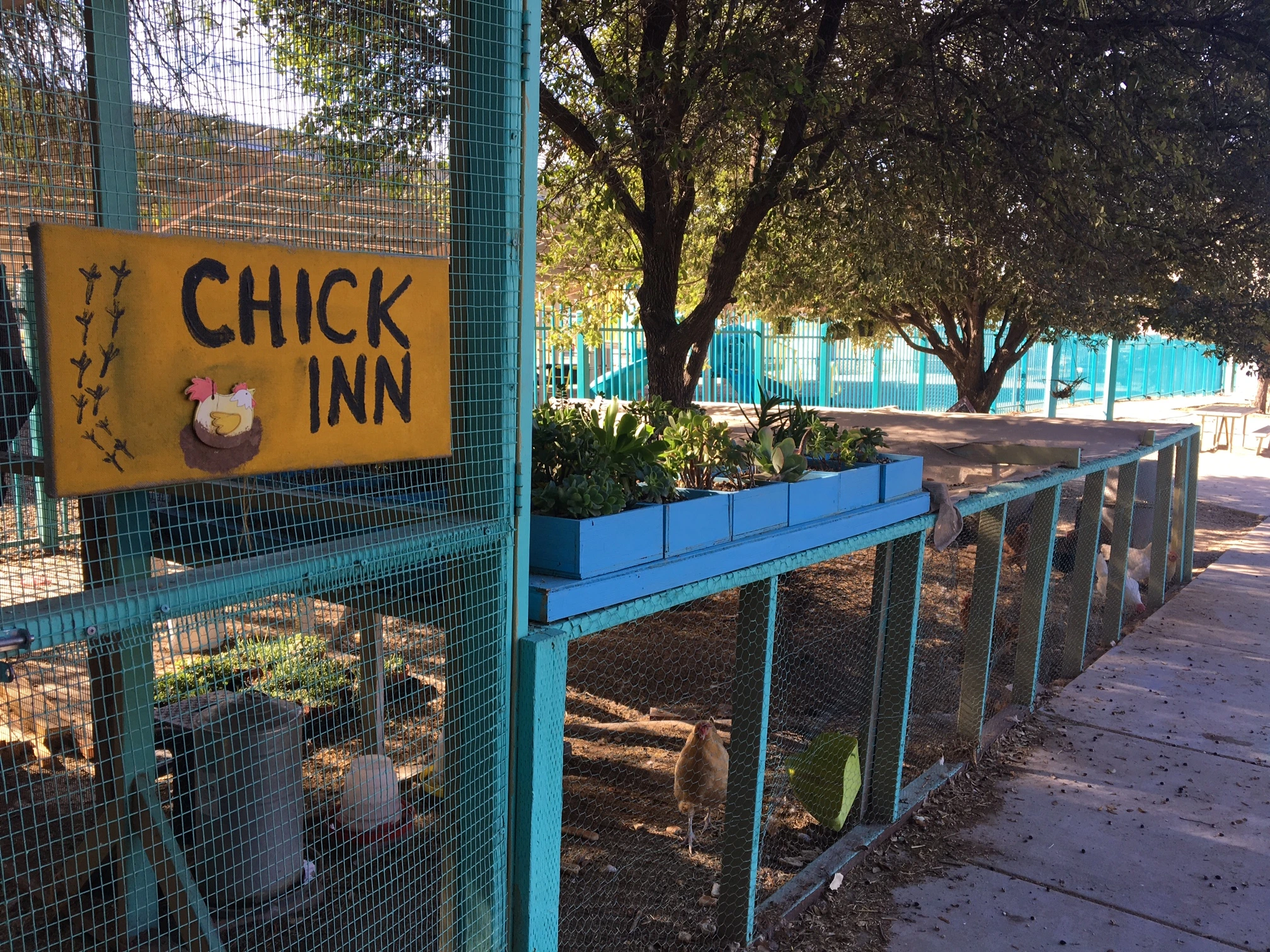 Chicken coop with plants growing inside