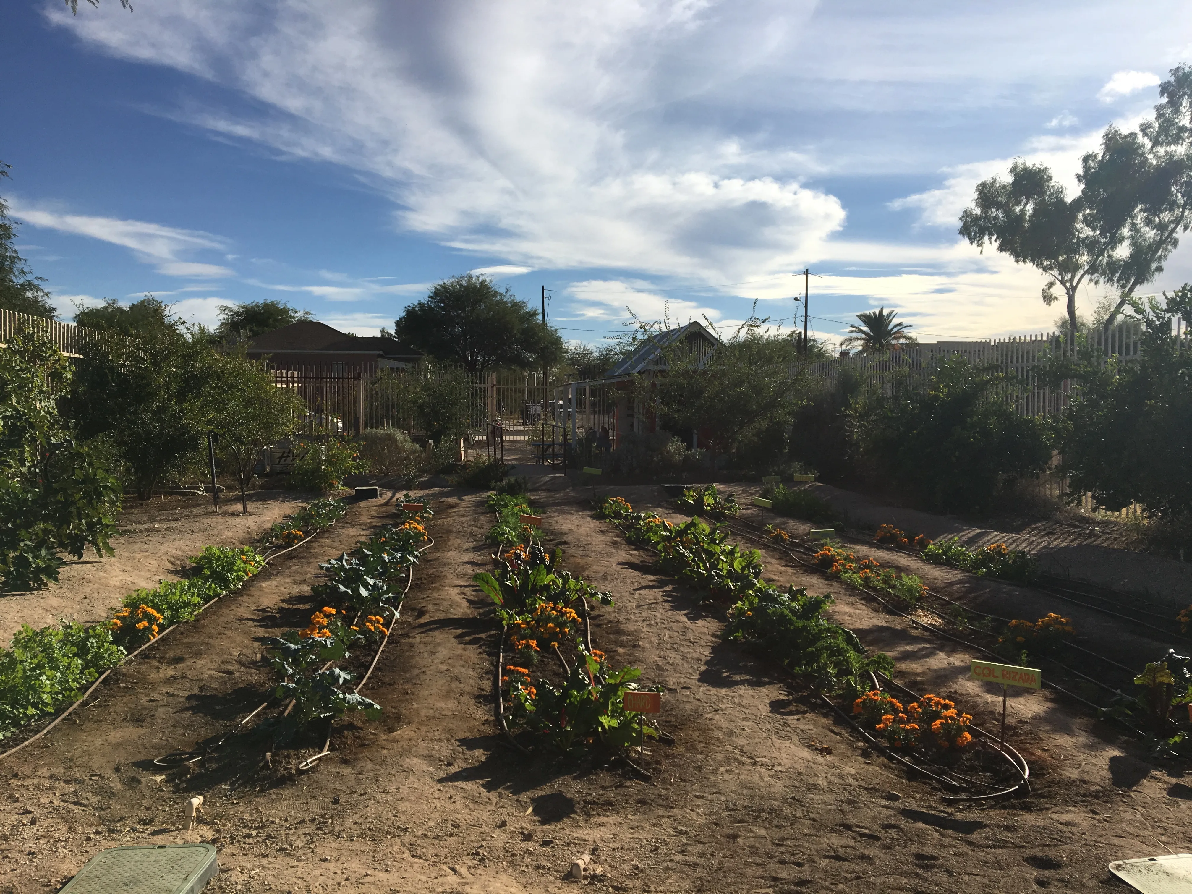 Rows of vegetation